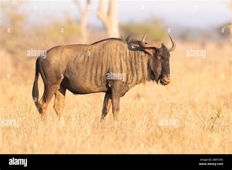 Blue Wildebeest Connochaetes Taurinus Adult Male Standing In The