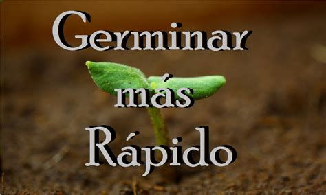 Este tiempo varía ampliamente según la especie. Como germinar una semilla más rápido. | Huerto Urbano ...