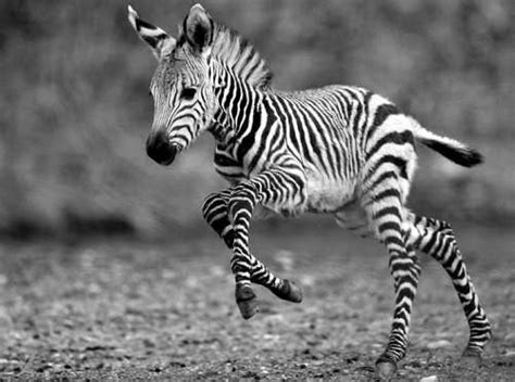 Cute Baby Zebra Cute Baby Animals Cute Animals Baby Zebra