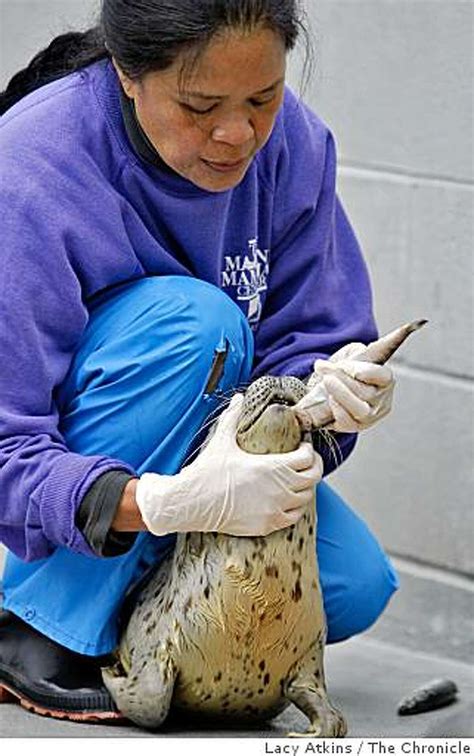 Marine Mammal Center Ready For Patients People