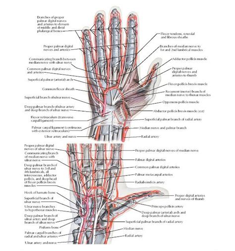 Synovial fluid, produced by the tendon sheath, maintains a barrier of moisture, which protects and lubricates tendons and their. Arteries and Nerves of Hand: Palmar Views Anatomy