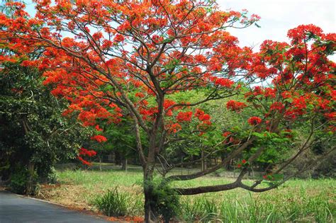 How To Grow And Care For Flame Tree Royal Poinciana