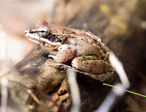 Wood Frogs Of Our Vernal Poolnature In A Minute Taking Flight