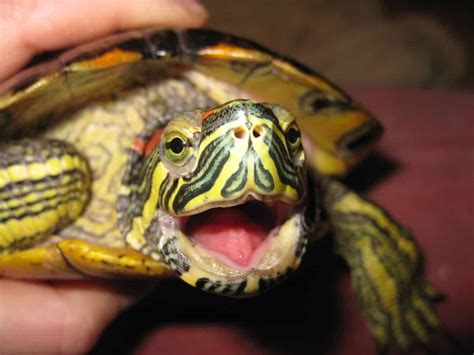 An In Depth Guide To Red Ear Slider Care