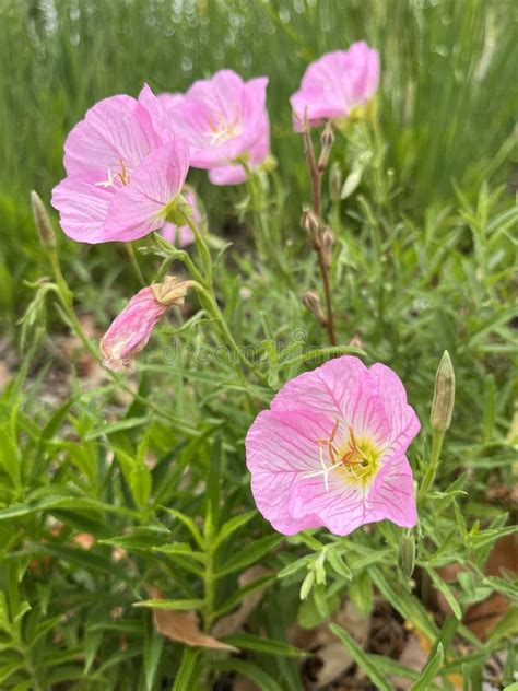 Blooming Beautiful Oenothera Speciosa Stock Photo Image Of Creating