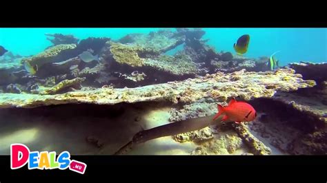 Blue Bay Marine Park Parc Marin De Blue Bay Mauritius Ile Maurice