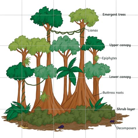 What Are Plants That Live In The Rainforest Answered Twinkl