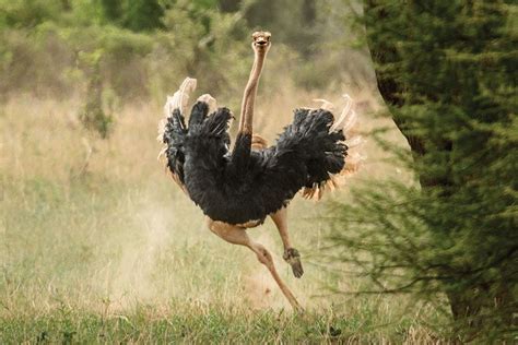They May Look Goofy But Ostriches Are Nobodys Fool Ostriches