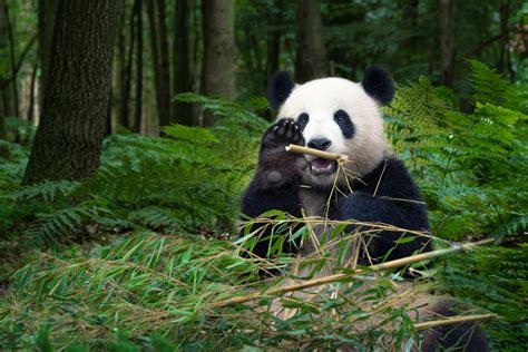 Giant Panda Facts For Kids Bruin Blog