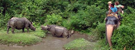 Jungle Safari In Nepal Wildlife Diversity In Nepal Wonders Of Nepal