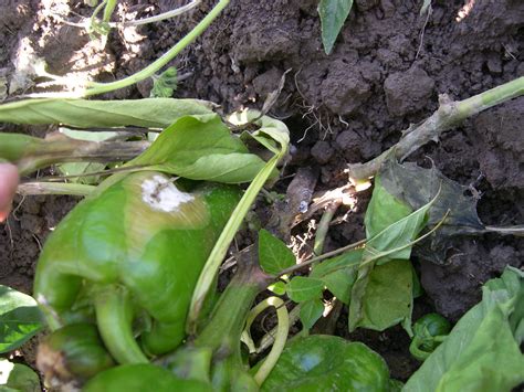 Next make sure you have plenty of air a fantastic control that we find very effective for our indoor plants is gnatrol wdg. Pepper (Capsicum spp.)-White Mold | Pacific Northwest Pest ...