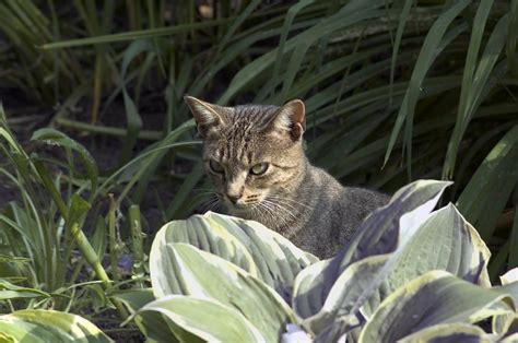 It is a combination of three essential oils that cats do not like, therefore acting as a cat repellent to them. Cat Deterrent Plants - Primrose Blog