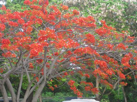 The Puerto Rican Flamboyan Tree This Tree Is Found All Over The
