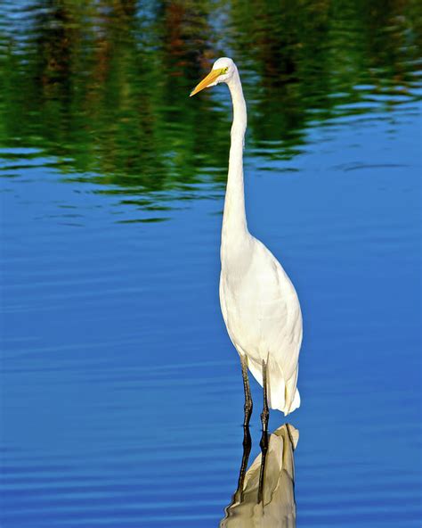 Wading Great White Egret Photograph By Mark Andrew Thomas Pixels