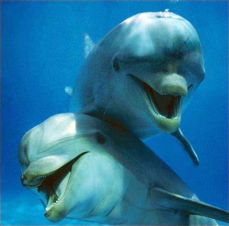 Happy Dolphins Dolphin Photos