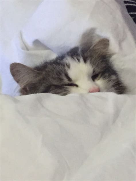 My Cat Sleeps In Bed Tucked Up Like A Human Pretty Cats Beautiful