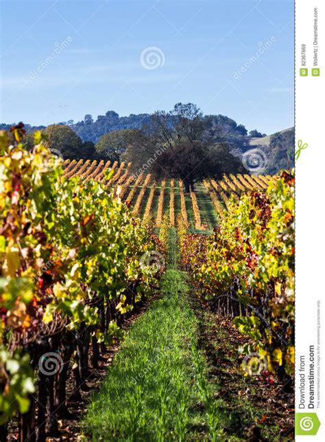 Colorful Vineyard In Autumn Stock Image Image Of Scenic Alexander