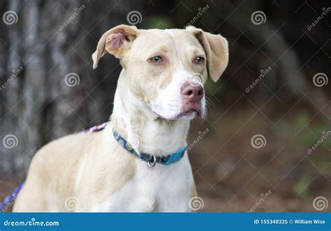 Labrador Pitbull Mix Breed Puppy Dog Adoption Photo Stock Image Image