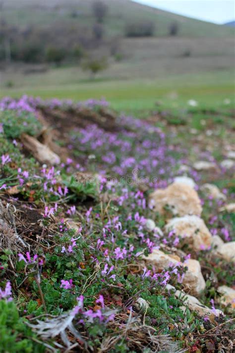 Purple Flowers In The Mountains Stones And Mountains In The Distance
