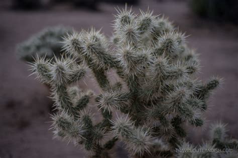 They're on their sides, but they continue to grow, with the new shoots going up. 9 Weird + Wonderful Things to do in Joshua Tree + VIDEO ...