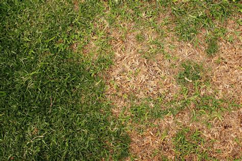 How To Fix A Patchy Lawn Floralawn