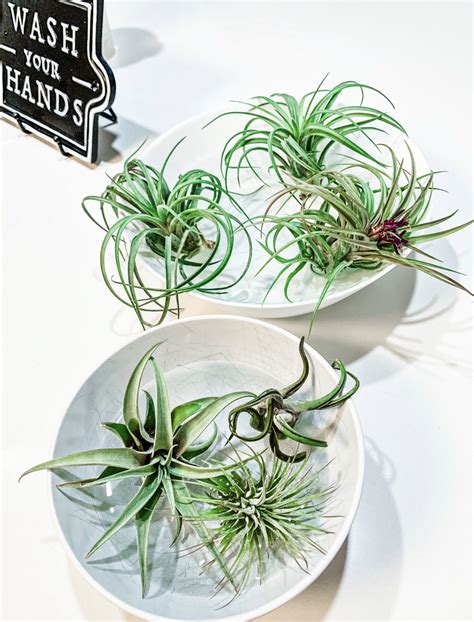 So it's a good idea to prepare yourself for a cactus crisis. Best Care Tips For Cactus + Succulent Plants | To Be Bright