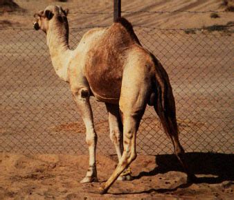 Reproductive Physiology In Male And Female Camels Ivis