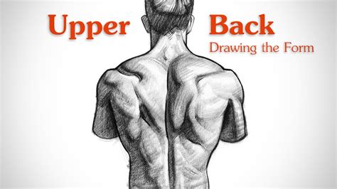 Back Muscles Anatomy Drawings