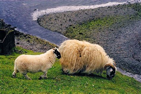 Highland Sheep Scotland Highlands Scotland Travel Scottish Highlands