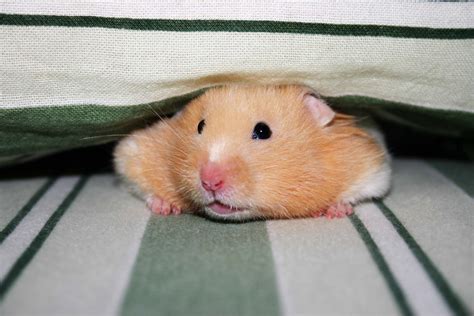 9 Things Your New Hamster Wishes You Knew Petful