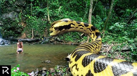 50 Amazon Rainforest Green Anaconda Biggest Anaconda Snake 333395