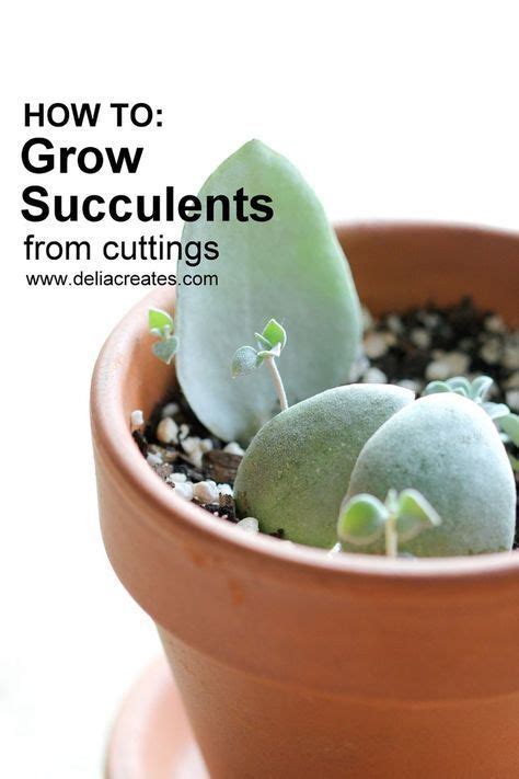 Removing the damaged area will help the plant to grow and thrive. How to Grow Succulents From Cuttings | Succulent cuttings ...
