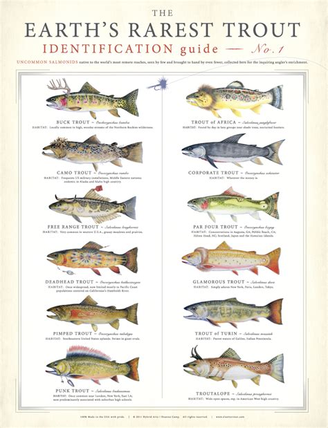 Earths Rarest Trout Poster The Worlds Most Elusive Trout