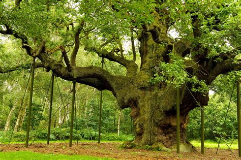 Sherwood Forest Nottinghamshire The Story Of Robin Hood S Woods