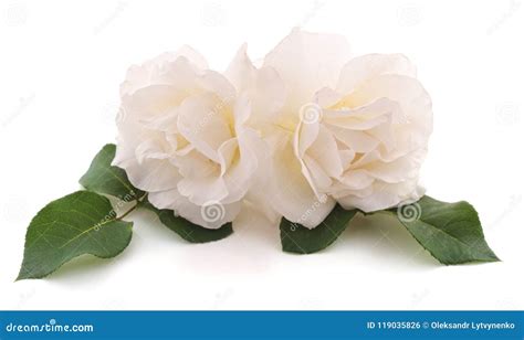 Two White Roses Stock Photo Image Of T Fragility 119035826