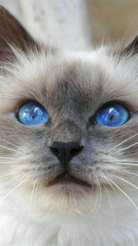 15 Plus Of The Most Majestic Cats With The Most Beautiful Eyes In The