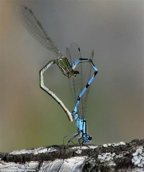 Love Is¿ Two Dragonflies Mating Daily Mail Online