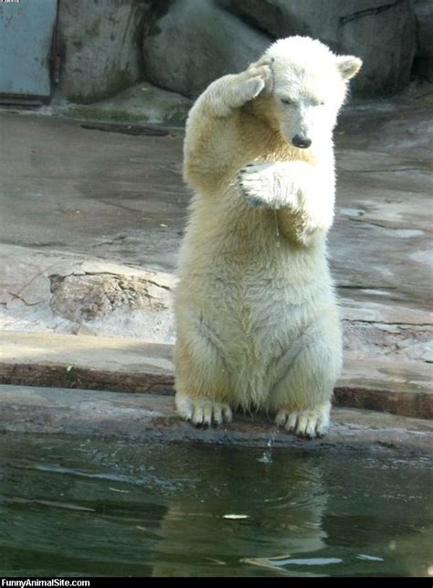 Photo Trick 100 Polar Bear Funny Pics
