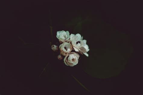 White Flowers Photo Free Flower Image On Unsplash