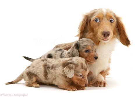 Dogs Silver Dapple Miniature Dachshund Puppies With Their Mother Photo