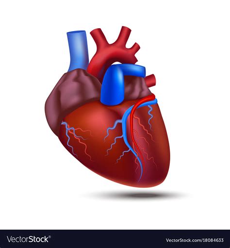 Realistic Detailed 3d Human Anatomy Heart Vector Image