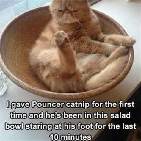 100 Funny Cat Memes That Will Make You Laugh