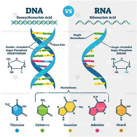Difference Between Dna And Mrna Compare The Difference Between Images