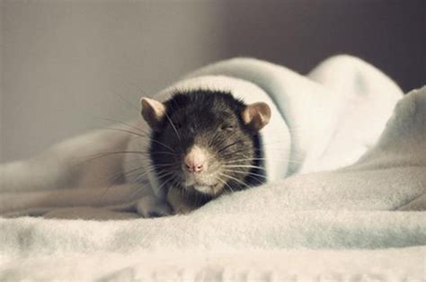 Funny Cool Pictures Cutest Rat You Have Ever Seen