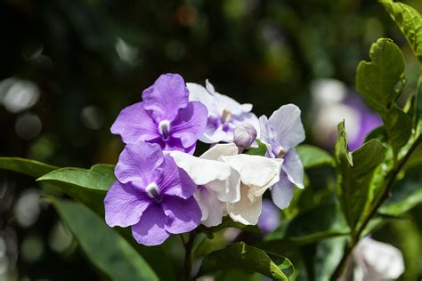Purple And White Flowering Bush Photograph By Craig Lapsley Fine Art