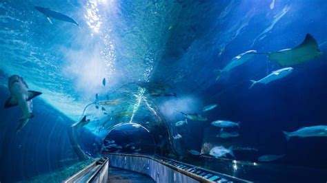 Aquarium Of The Bay At Pier 39 Tower Tours