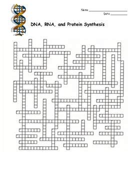 Copyright © mcdougal littell/houghton mifflin company. DNA, RNA, Protein Synthesis Crossword Puzzle | Stop codon ...