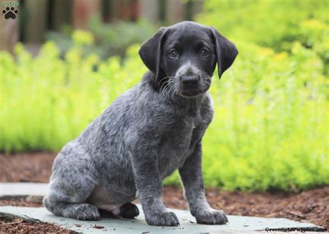 Akc registered german shorthaired pointers.dewclaw dewermed tail cliped second shot.four males one female.white with patch.available now,ready to go … akc german shorthaired pointer puppies for sale. Cody - German Shorthaired Pointer Mix Puppy For Sale in ...
