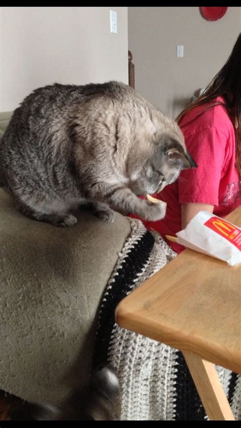 This Is My Cat Kibbles Eating Mcds French Frieshes