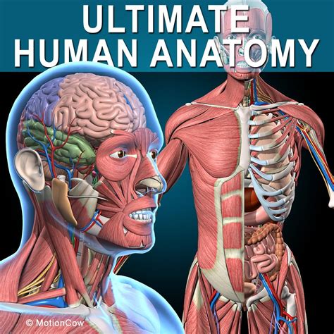 An Image Of The Human Anatomy On A Blue Background With Text That Reads